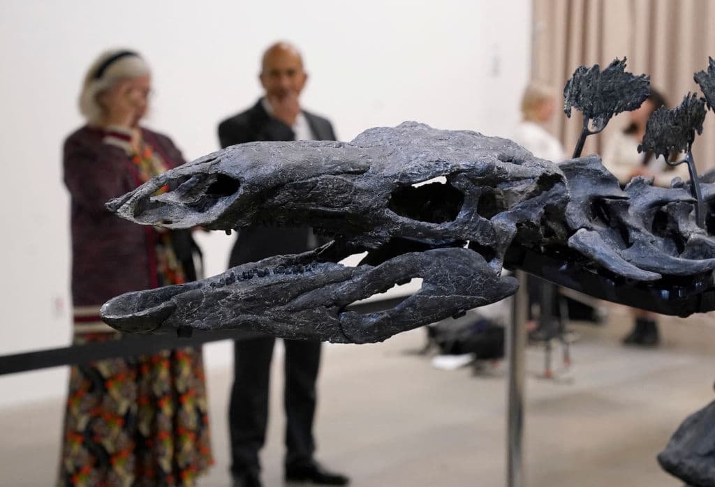 El fósil se ubicará inicialmente cerca de la entrada del Gilder Center y posteriormente se trasladará al cuarto piso del museo.