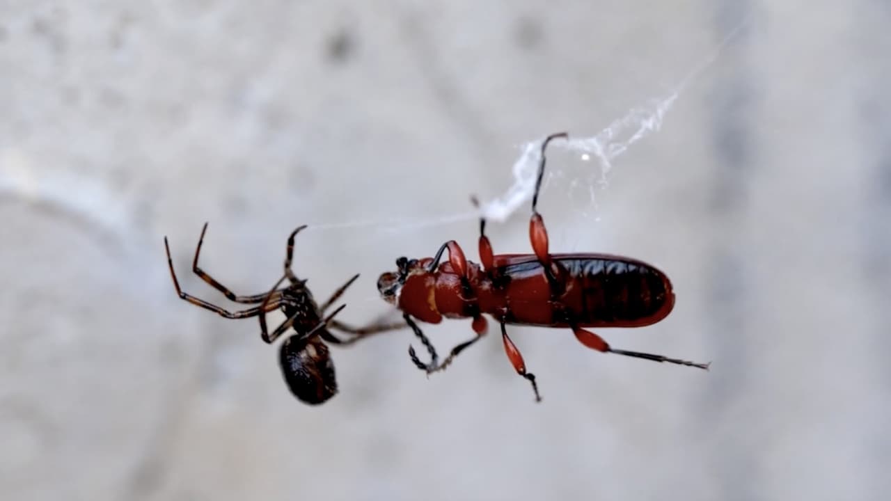 <b>En video. ¿Cómo se escucha la música generada por telarañas? Estos científicos lograron descifrarlo.</b>
<br>
<br>Un grupo de científicos del Instituto de Tecnología de Massachusetts (MIT, por sus siglas en inglés) descifraron la estructura de una tela de araña y la convirtieron en música. El objetivo de los investigadores es crear composiciones musicales experimentales y también mejorar la comunicación entre especies.