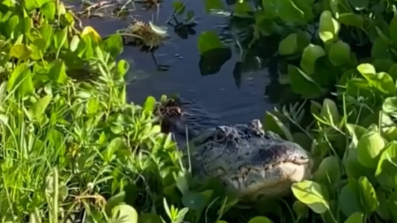 Mujer de Florida graba llamada de apareamiento de un caimán    