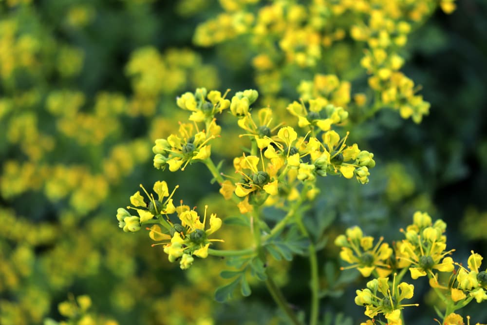 La ruda es conocida como una de las plantas más poderosas, a nivel medicinal y mágico, pues tiene atributos y propiedades usadas desde hace siglos. Realmente es una planta esotérica por excelencia, una gran aliada nuestra para la protección y alejar la negatividad.