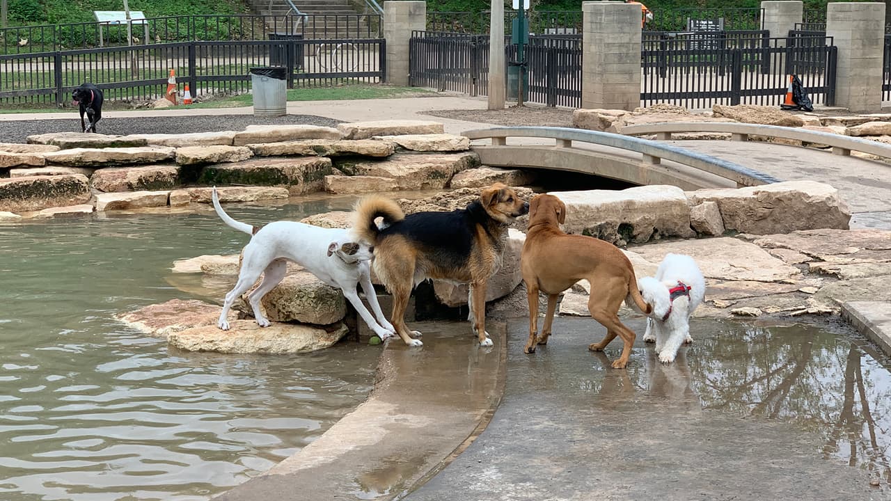 Durante la situación preocupante que impera con el coronavirus, existen un sinnúmero de actividades que realizar con los canes.