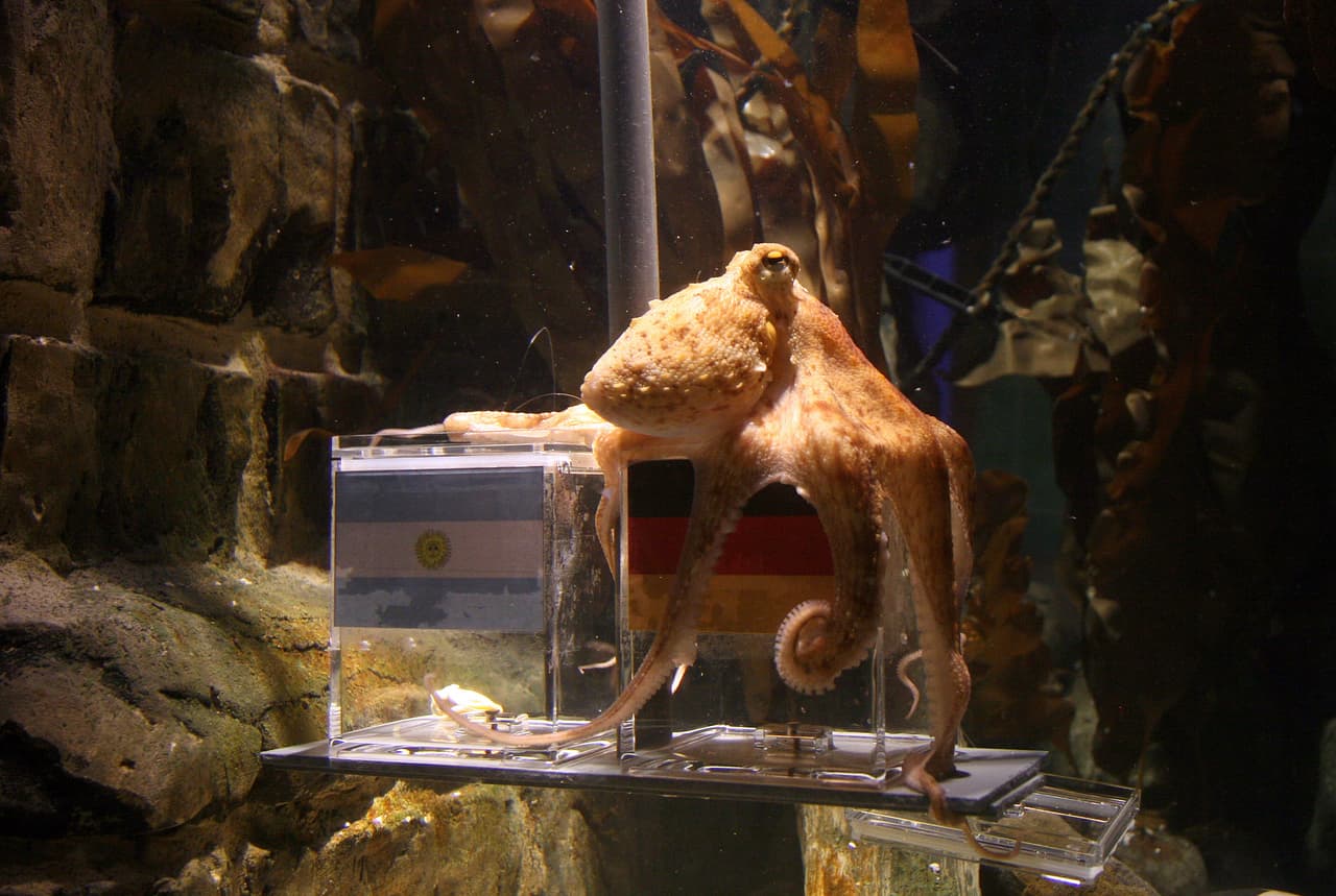 Al molusco se le ponían dos peceras con comida y la bandera de cada uno de los países, a lo que él elegía el que sería ganador.