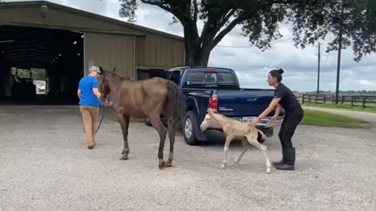 Eran dos yeguas y un semental que estaban bastante demacrados y vivían en muy malas condiciones.