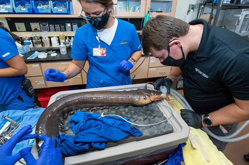 La operación tuvo que hacerse con el mayor de los cuidados, ya que esta especie puede generar hasta 800 voltios de electricidad.