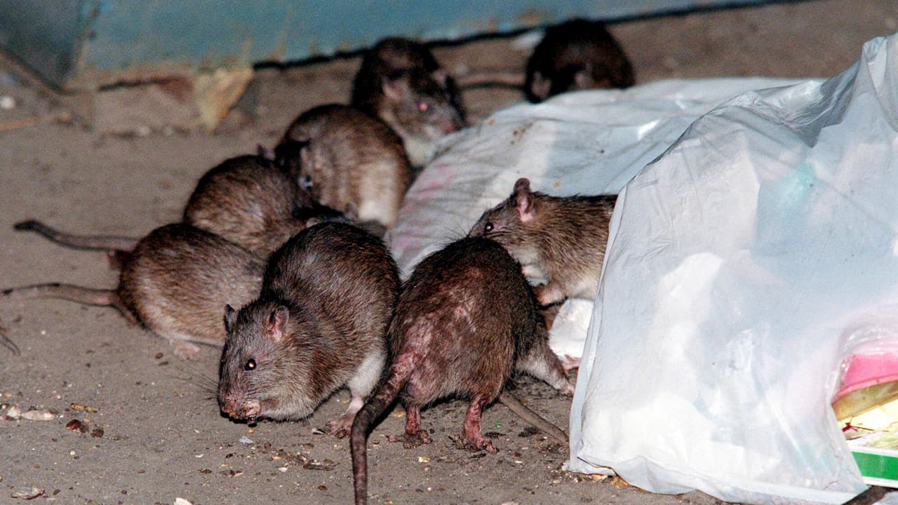 Washington DC es la quinta ciudad más infestada de ratas, según una nueva clasificación