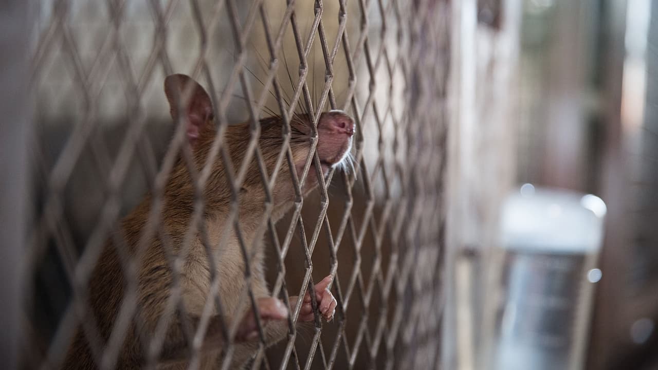 Enormes ratas invaden el apartamento de una familia en El Bronx