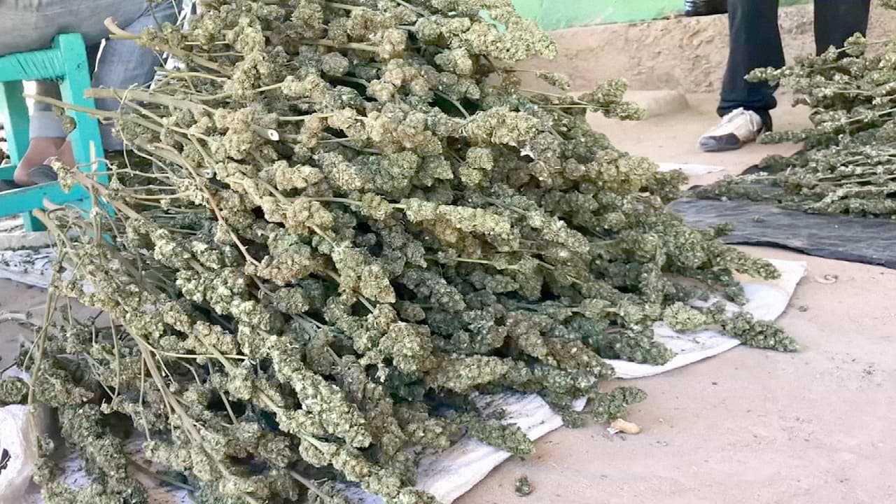 Decomiso de marihuana en México.