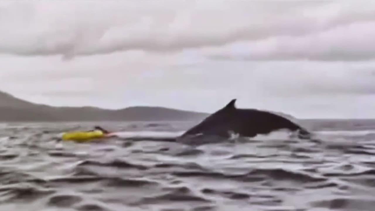 Hispano se salva de “milagro” luego de un encuentro cercano con ballena jorobada