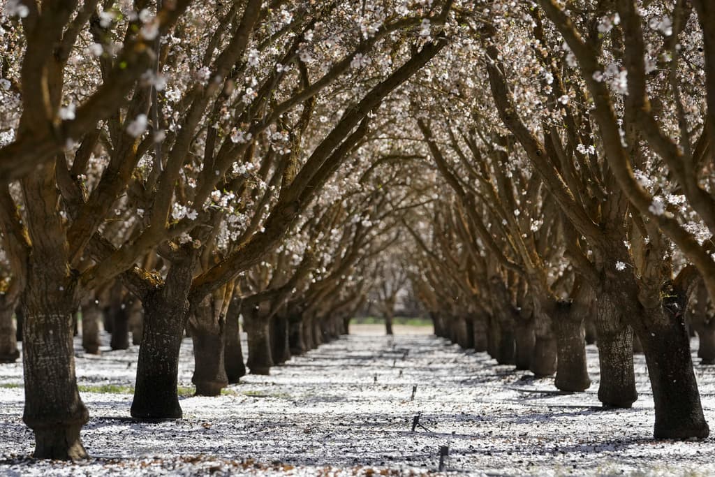 California es el mayor productor de almendras del mundo, con alrededor del 80 por ciento del suministro.