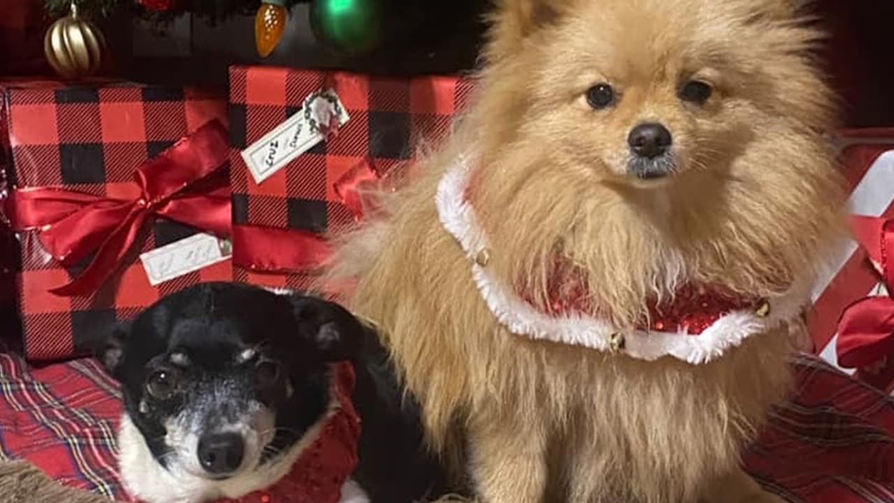 Maricruz Meza - "Los consentidos de la casa, Mateo y Rey".