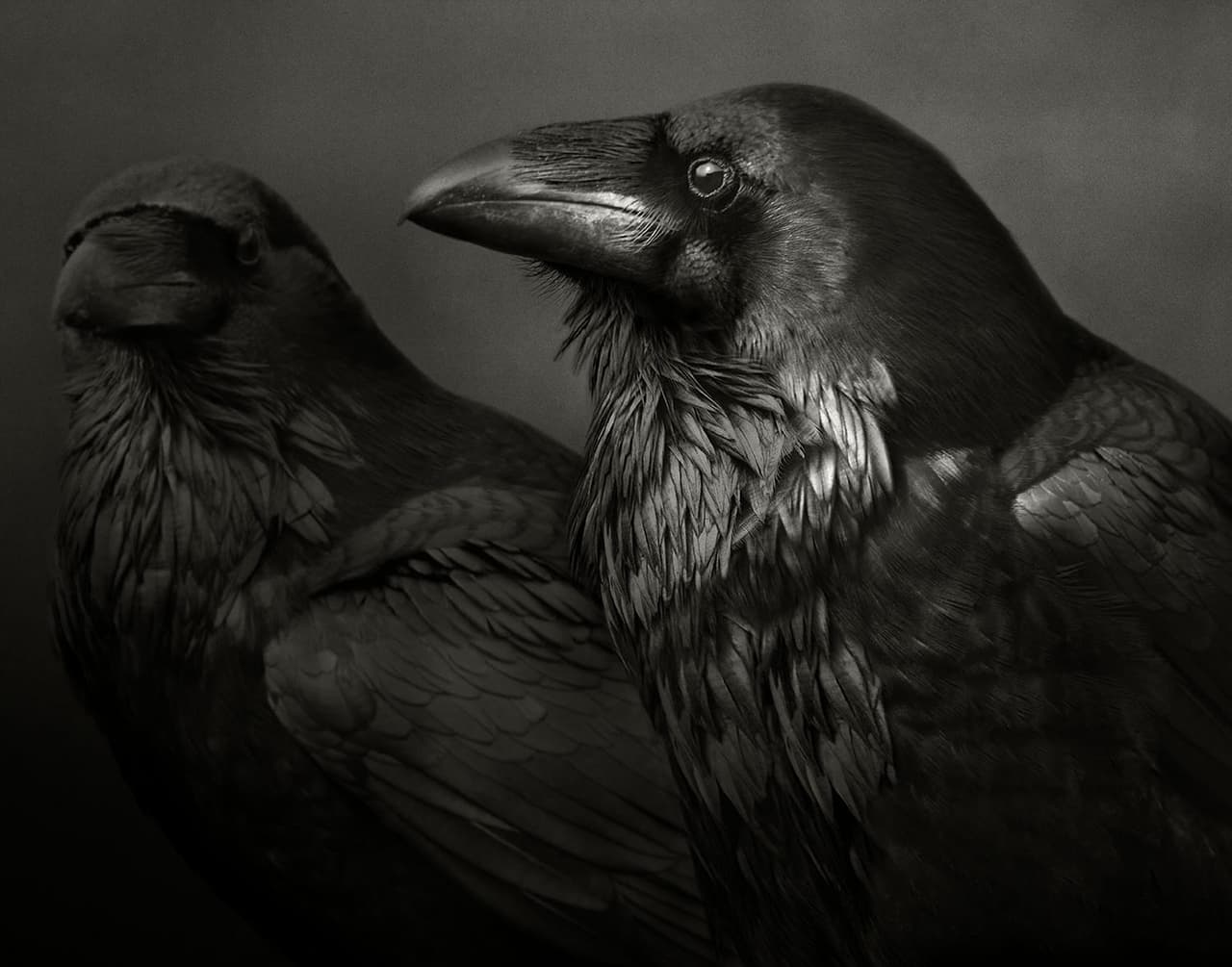 <b>‘La bahía de Odín’</b>
<br>
<br>Esta fotografía es parte de un proyecto que “evolucionó de una serie de viajes a una parte muy especial de la costa de California, donde desarrollé lo que solo puedo llamar una amistad con un par de cuervos”, explica su autora.
<br>
<br>
<a href="https://vitalimpacts.org/collections/beth-moon"><u>Beth Moon </u></a>ha participado en más de ochenta exposiciones individuales y colectivas en todo el mundo, “recibiendo elogios de la crítica en las principales publicaciones de bellas artes a nivel internacional”, explica
<i>Vital Impacts.</i>