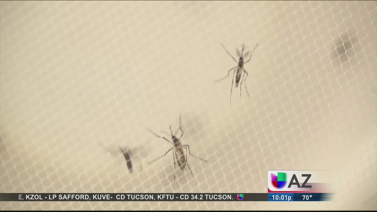 Reportan el primer caso de Zika en Arizona