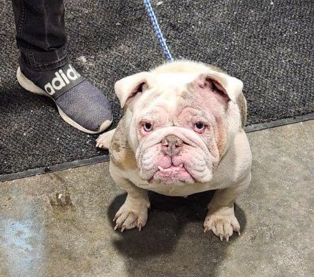 Los 18 perros quedaron bajo resguardo del control de animales del condado, que posteriormente coordinó con refugios y organizaciones de rescate para brindarles atención veterinaria y rehabilitación.
<br>
<br>
<b>Lemon y otros dos perros fueron acogidos por rescatistas locales</b>, con el apoyo de la Sociedad Protectora de Animales del South Suburban.
<br>