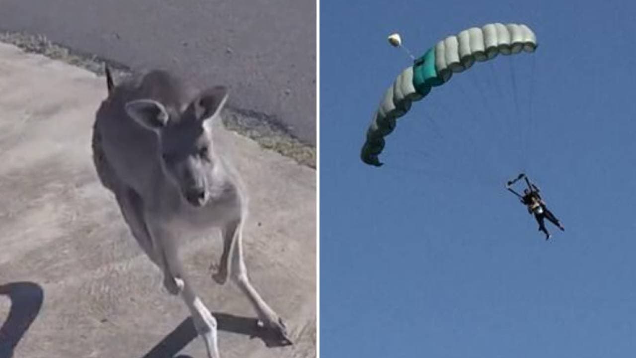 Se lanza en paracaídas y un canguro lo recibe para 'boxear': la 'pelea' se hace viral