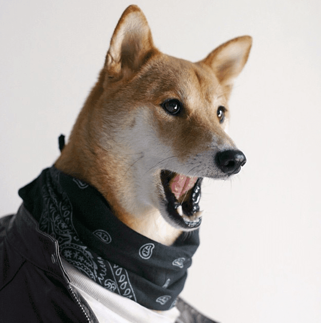 ¡Tiene más de 148 mil seguidores en Instagram!