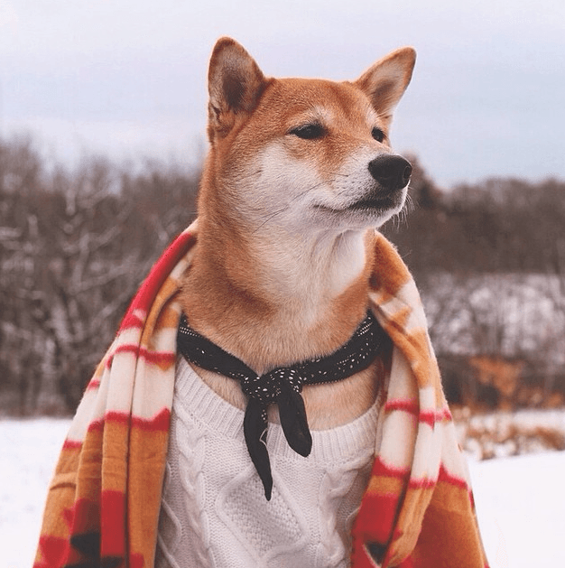 Bodhi cuida cada detalle para crear el look perfecto.