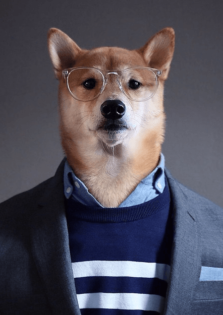 ¿Te imaginaste alguna vez ver a un perro fashionista?