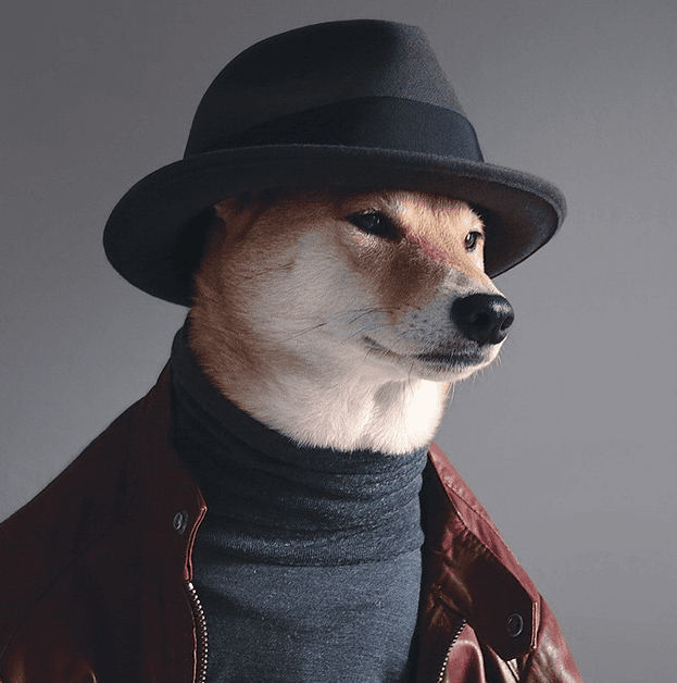 ¡Este perrito tiene el mejor estilo en el mundo!