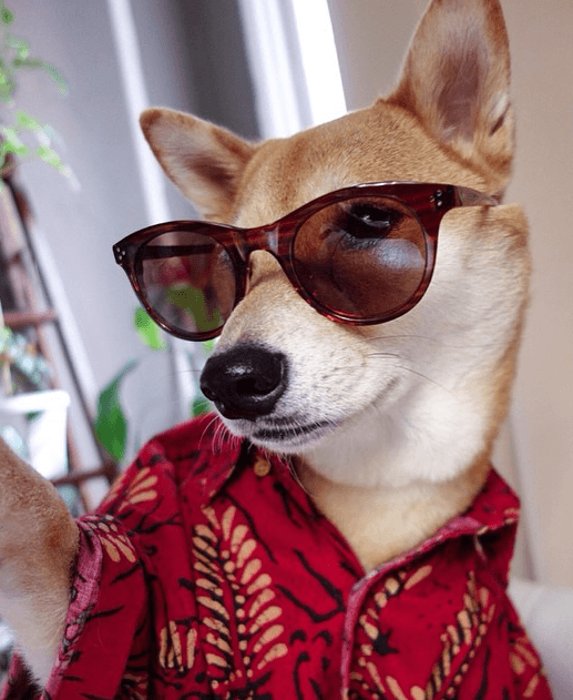 Bodhi sabe cómo lucir increíble en cualquier ocasión.