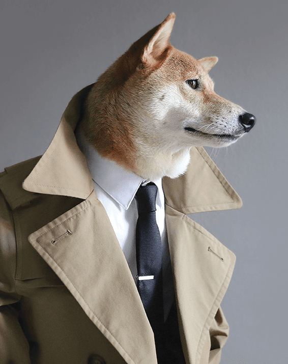 Conoce a Bodhi, un tierno Shiba Inu, experto en moda para hombres.