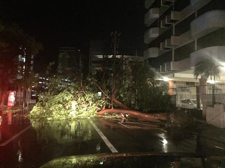 El ciclón dejó decenas de calles y carreteras obstruidas por árboles caídos.