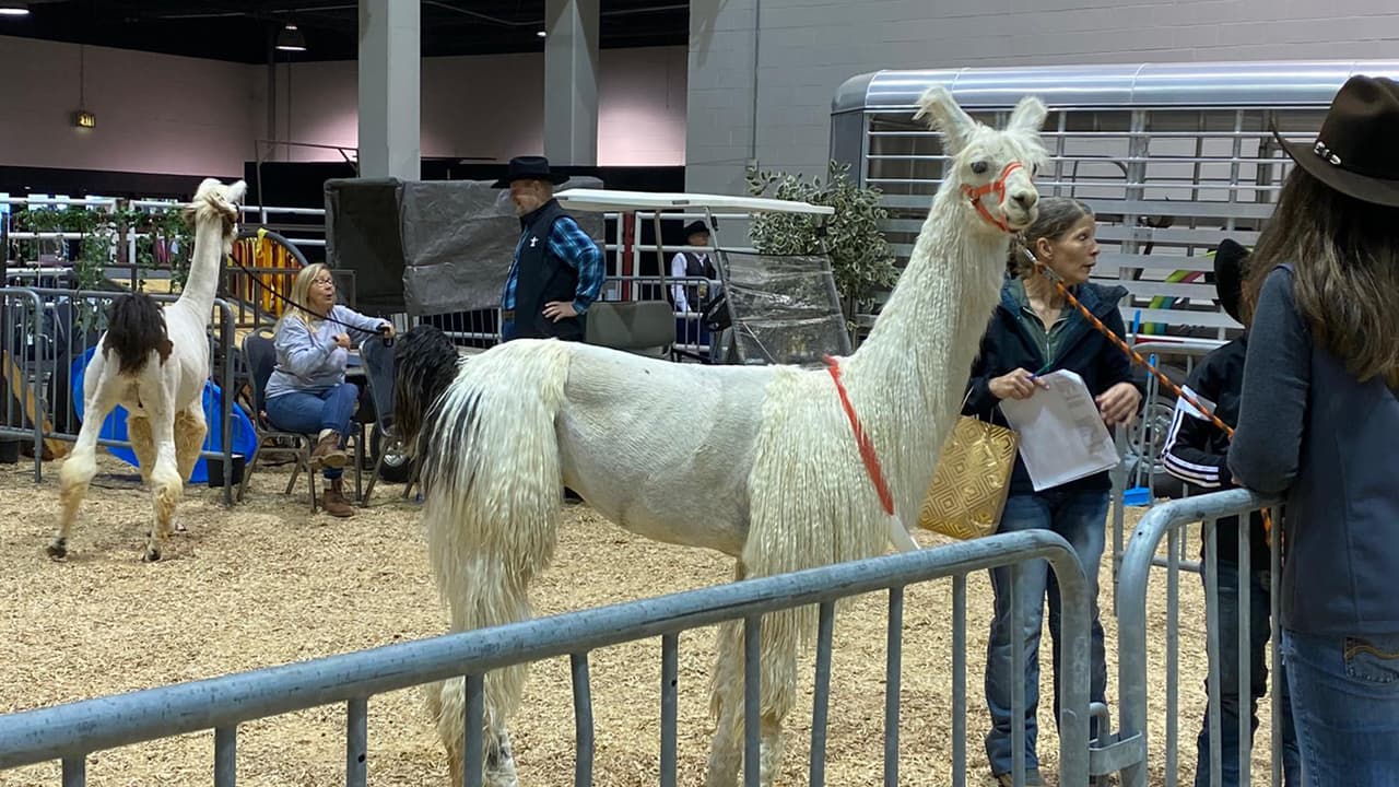 Los menores ahora podrán visitar las granjas de dónde llegaron los animales y están invitados a visitarlas y convivir con las llamas.