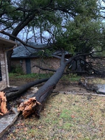 Un árbol caído por la tormenta en un área de Bedford, Texas.