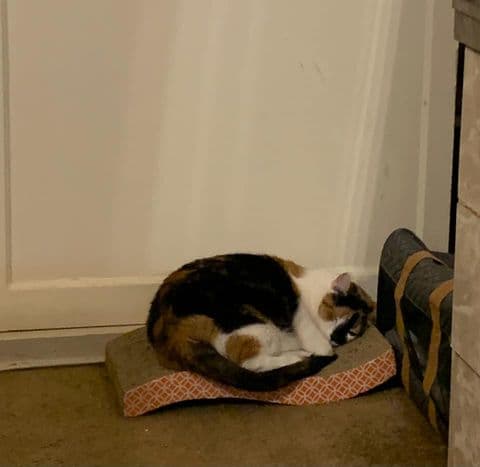 Yara es la mascota de Margarita Canales.