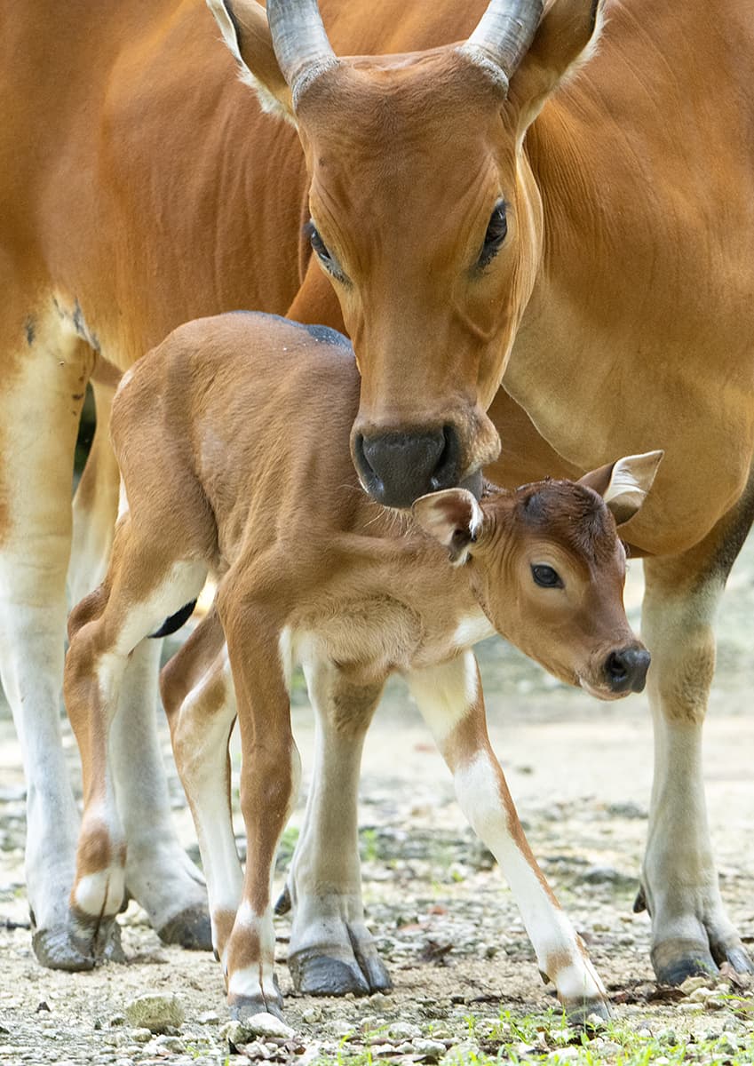 La cría de banteng no tiene nombre aún. Fue examinado por los veterinarios y especialistas del 
<a href="https://www.zoomiami.org/" target="_blank">Zoológico de Miami</a>, quienes lo encontraron sano.