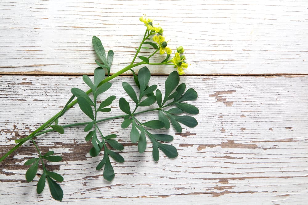 La precaución viene primero porque es una planta difícil de manejar. Muchas personas pueden contraer dermatitis (erupciones en la piel) al tocarla, por lo que es recomendable al plantarla y manejarla usar guantes como prevención.