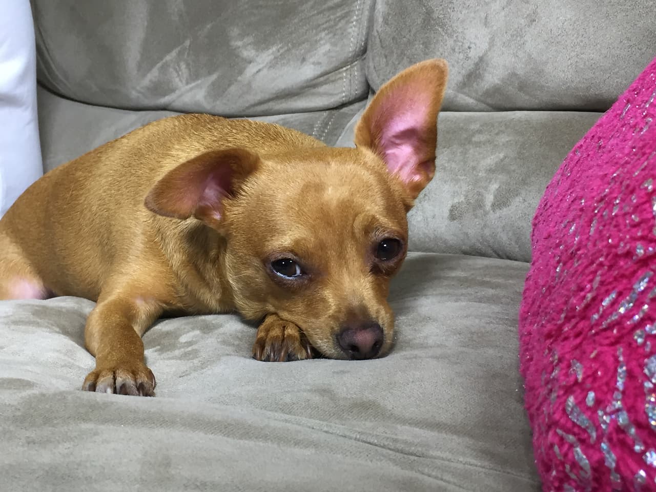 Este es uno de sus dos perros chihuahua.