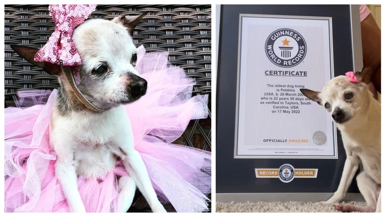 Muere a los 22 años Pebbles, can con el récord Guiness por ser la perrita más longeva