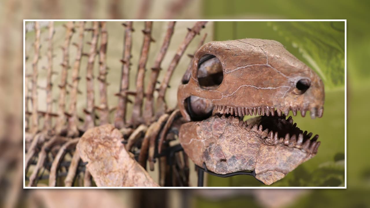<b>Perot Museum of Nature and Science</b>: El corazón de este museo es el hogar de i
<b>ncreíbles fosiles de dinosaurios con millones de años</b>. Además, el lugar ofrece, de manera interactiva y atractiva, 
<b>experiencias en áreas científicas, deportes e innovación</b>. 
<br>📆 
<b>Los martes está cerrado</b>; Lunes, miércoles, jueves, viernes y sábado abren de 10 de la mañana a 5 de la tarde; El domingo cierran a la misma hora, pero abren a las 11 am. 
<br>💰 El precio de las entradas empieza en los $8, y varía 
<b>dependiendo de las exposiciones a las que quieras entrar</b>, 
<a href="https://www.perotmuseum.org/tickets/" target="_blank">haz clic aquí para más información y reservaciones</a>. 
<br>📍 2201 N Field St.