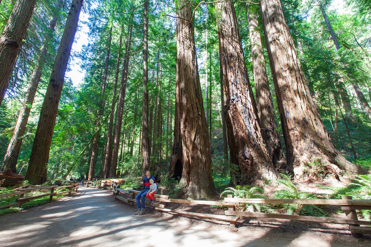 Muir Woods ofrece a los visitantes la oportunidad de caminar por senderos y caminos del bosque observando las secuoyas gigantes que tienen una edad media de 800 a 900 años. En el bosque hay más de 6 kilómetros de senderos con diferentes rutas.