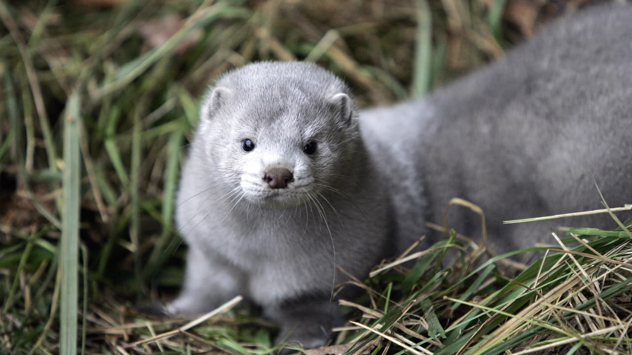 Visón de Utah primer animal silvestre en dar positivo en prueba de Coronavirus en EEUU