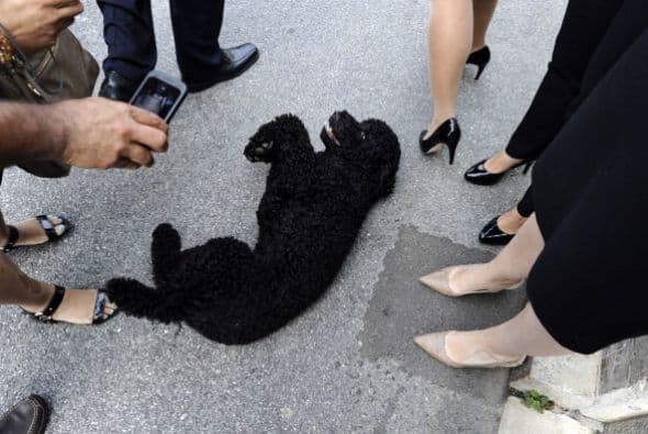 Sunny, el segundo perro de la familia Obama, también es toda una personalidad.