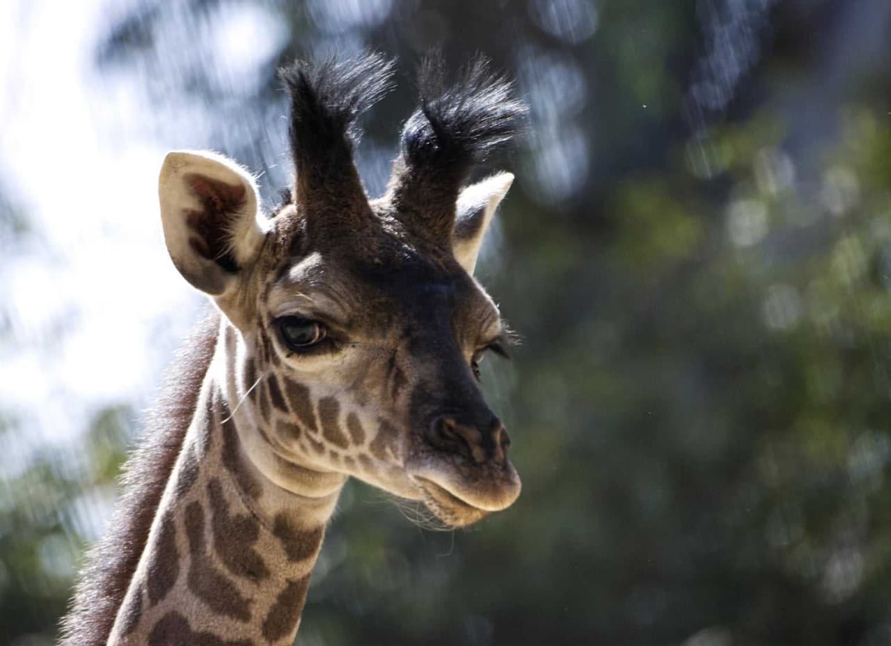 El zoológico de Sacramento reabre ya que en la región levantaron la orden de quedarse en casa