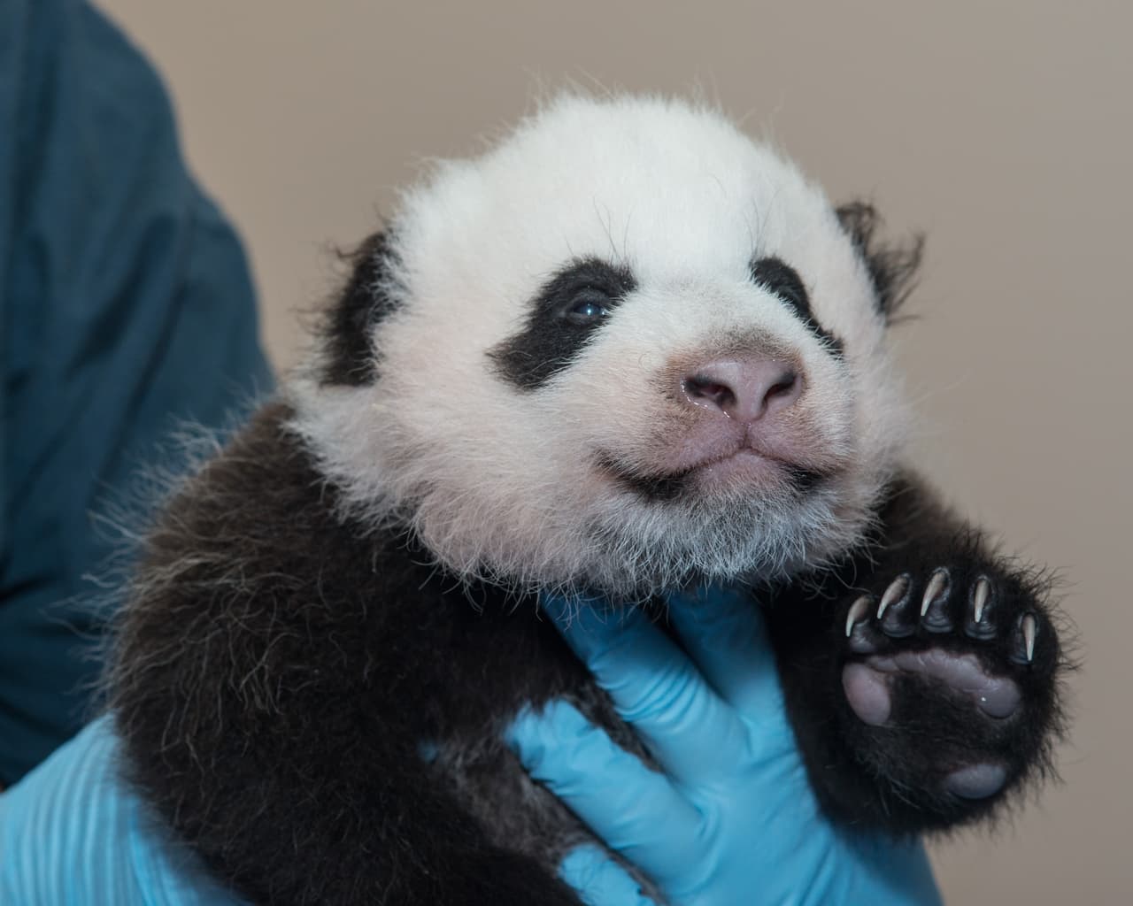 Esta panda ha sido uno de los animales íconos de la conservación en Washington. Su vida ha sido minuciosamente registrada por la
<a href="https://nationalzoo.si.edu/webcams/panda-cam" target="_blank"><i>panda cam.</i></a>
