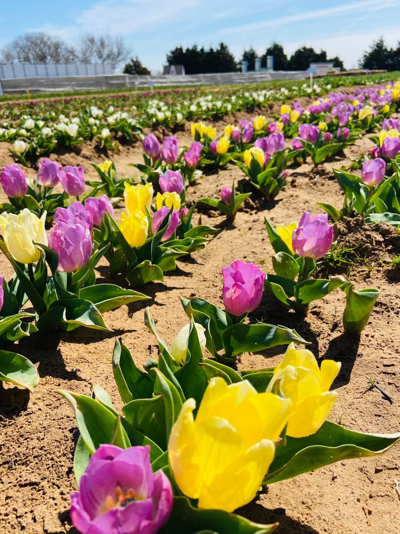 Dentro de la finca puedes elegir de una gran variedad de tulipanes para llevar y también puedes tomarte fotos con tu familia. 
<br>