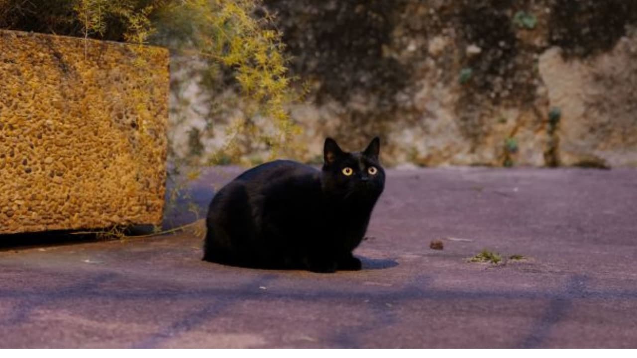Gato negro