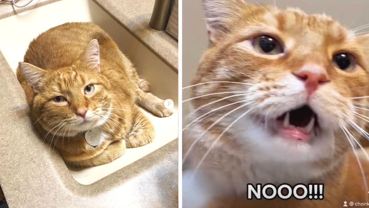 Gatito conquista TikTok por su manera de "hablar": sus maullidos suenan como palabras