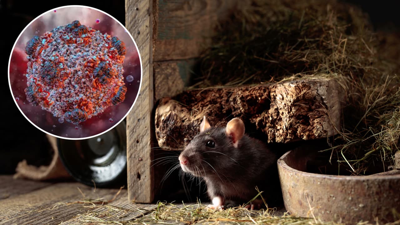 Reportan tercera muerte por hantavirus en una ciudad de California