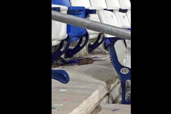 Plaga de ratas invade nuevo estadio rayado