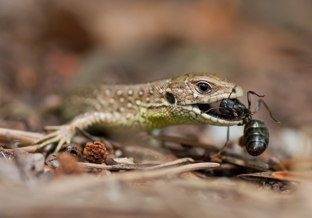 <b>‘Lagartija cazadora’</b>. Finalista en la categoría ‘primer plano de la naturaleza’. Fue tomada en Niepolomice, Polonia. 
<a href="https://www.univision.com/noticias/medio-ambiente/imagenes-a-la-venta-para-ayudar-a-la-naturaleza-la-iniciativa-de-los-fotografos-mas-importantes-de-mundo-por-el-medio-ambiente-fotos"><u>Vea aquí las imágenes a la venta para ayudar a la naturaleza, una la iniciativa de los fotógrafos más importantes de mundo por el medio ambiente</u></a>
<br>