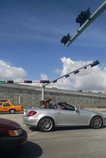 Cosas insólitas que solo se ven en Florida.