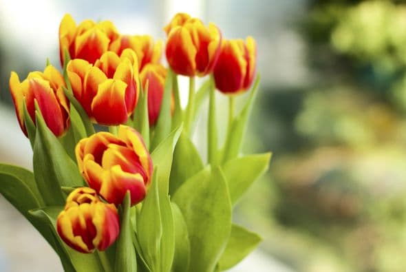 10) Tulipanes. Para Jenkins-Sutton, los clásicos tulipanes, que se ofertan en una gama impresionante de colores, también son una opción recomendable.