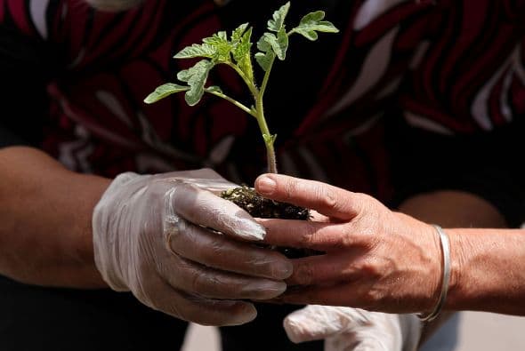 Jardineros | Crecimiento: 9% | Cantidad de puestos de trabajo: 111,444 | Salario promedio por hora: $11.07
