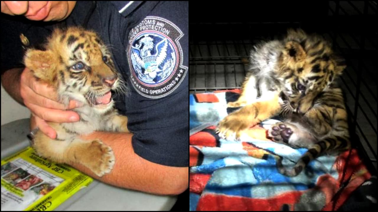 Los tripulantes de un Chevy Camaro 2017 intentaron cruzar de contrabando un tigre cachorro por la frontera de Tijuana a San Diego.