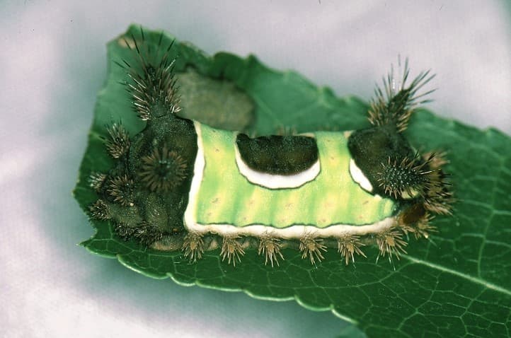 Las orugas que pican incluyen la oruga moth caterpillar, buck moth, saddleback y asp. Cada una de ellas se ven diferentes y tienen distintos colores.
<br>
<br>Unas orugas son de color amarillento a verde con una líneas a lo largo del costado del cuerpo. Estas orugas también tienen grupos de espinas amarillas o verdes en filas a lo largo del cuerpo.