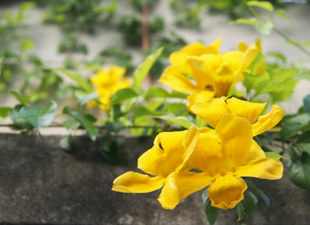 La uña de gato presenta usos tradicionales en enfermedades donde haya inflamación, por ello, hoy en día se reconoce su uso en patologías como la artritis reumatoide y la artrosis.